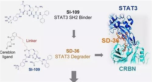 结构优化得到的SH2结合分子SI-109与CRBN结合，得到SD-36