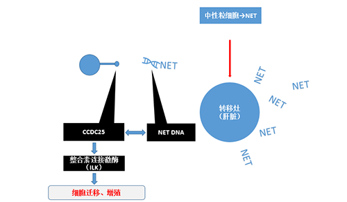 除了单纯的捕获，NET DNA与CCDC-25的结合还增强了癌细胞的侵袭行为，促进了癌症的肝转移。