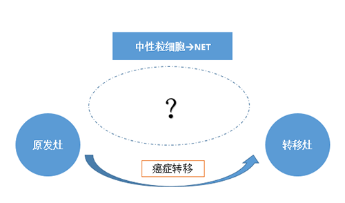 NET可能会通过某些方式“捕获”或“唤醒”癌细胞，从而造成癌细胞的迁移。