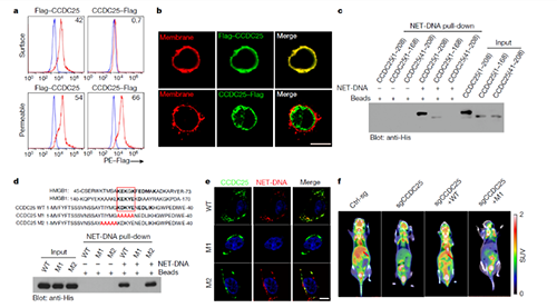 NET  DNA并非随机捕获癌细胞，而是与癌细胞的CCDC-25产生了特异性结合