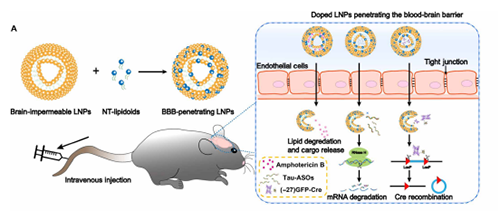 将神经递质与LNP掺杂，获得拥有穿透BBB能力的载体。