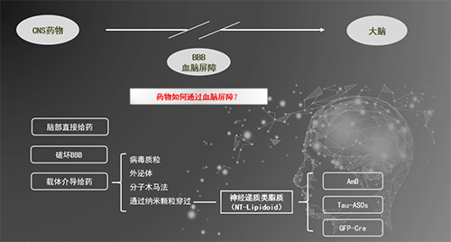 人工合成NT类脂质开放血脑屏障，为CNS药物打开新局面