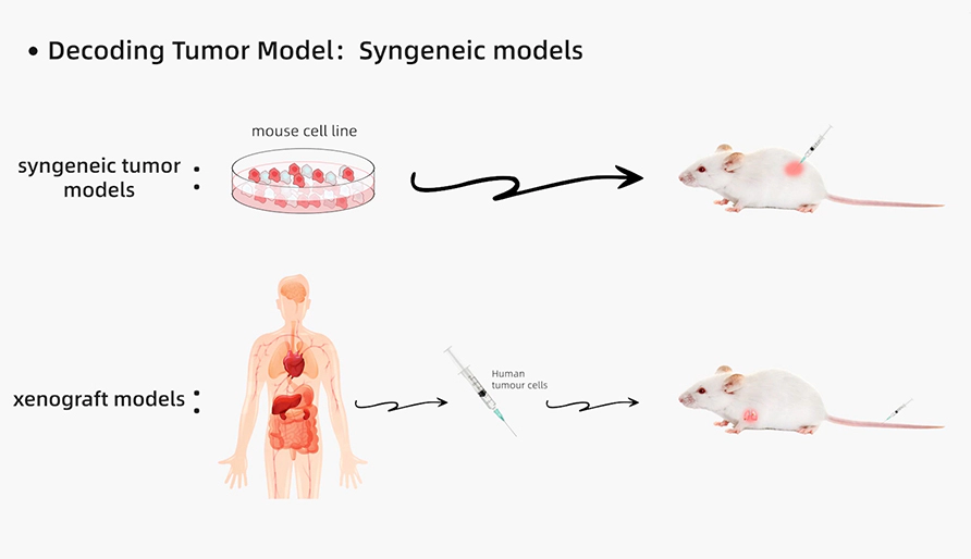 解码肿瘤模型研究：同源肿瘤移植模型