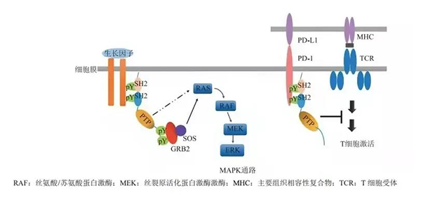 晚期恶性肿瘤患者的福音！pg电子娱乐助力凌达生物SHP2变构抑制剂RG001片获批临床 