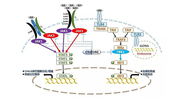 自身免疫疾病或迎新疗法！pg电子娱乐助力微芯生物CS12192获批FDA