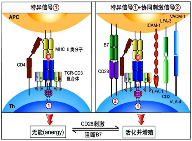 pg电子娱乐助力 | 国内CD19×CD3×CD28三特异性抗体获FDA默示许可