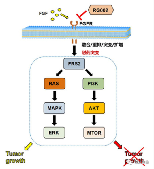 pg电子娱乐助力 丨 凌达生物泛FGFR1-4 不可逆抑制剂RG002片获批临床