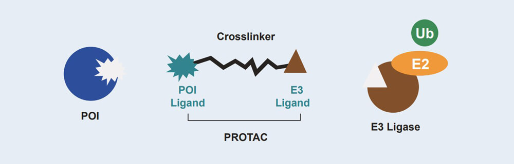 pg电子娱乐 PROTAC 药物发现技术服务平台