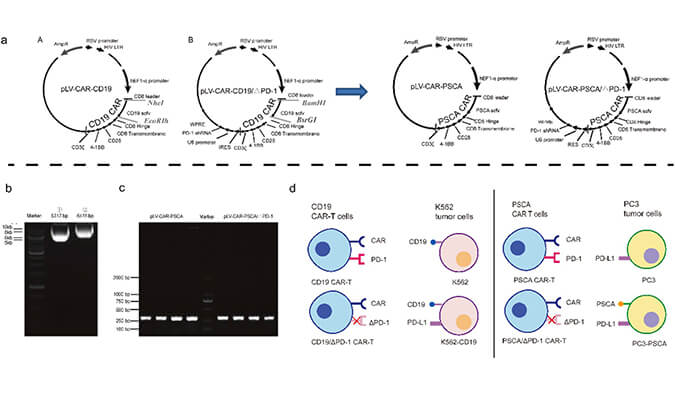 CAR-T疗法主要针对白血病与恶性淋巴瘤，此研究中构建沉默PD-1的shRNA载体质粒，测序后质粒的鉴定通过pg电子娱乐进行