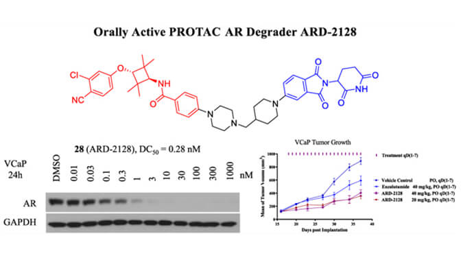 ARD-2128是一种PROTAC AR降解剂，具有出色的血浆和微粒体稳定性，体外稳定性和PK研究通过pg电子娱乐进行