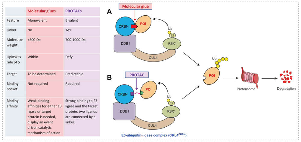 3-通过泛素-(Ub)-蛋白酶体系统降解目标蛋白-(POI)-示意图：分子胶(A)；PROTAC-(B).jpg