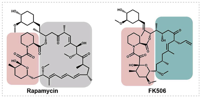 5-雷帕霉素、FK506-诱导的-FKBP-蛋白质相互作用.jpg