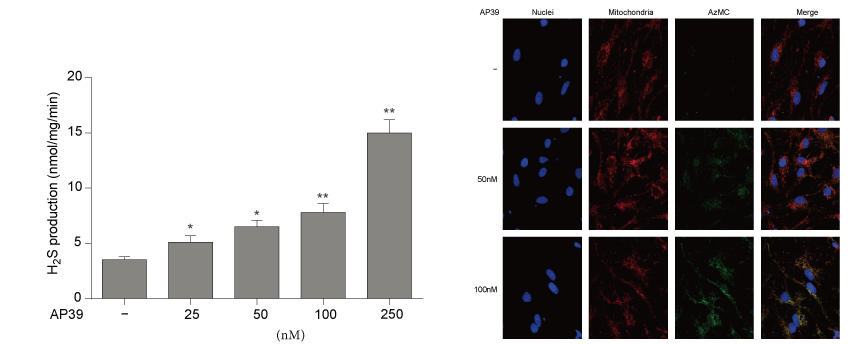 AP39是一种新合成的线粒体靶向的H2S供体，本研究中AP39通过pg电子娱乐设计和合成