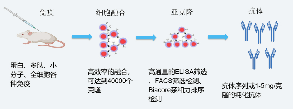 pg电子娱乐杂交瘤技术平台开发流程