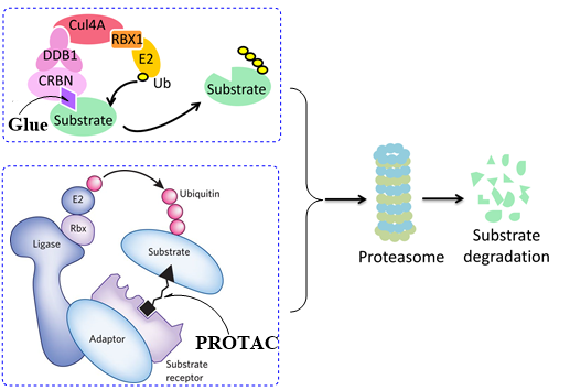 pg电子娱乐助力 | 标新生物第二个分子胶管线GT929实现中美双报双批