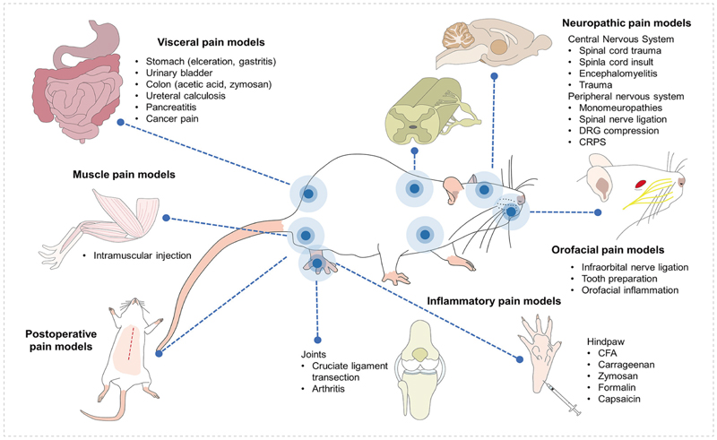 啮齿动物的疼痛模型.jpg